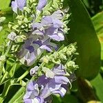 Scutellaria incana Flor