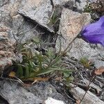 Campanula scheuchzeri موطن