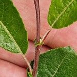 Salix myrsinifolia पत्ता