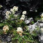 Galium anisophyllon 花