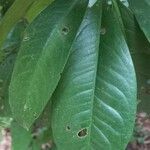 Ardisia elliptica Blatt