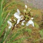 Libertia chilensis Blomst