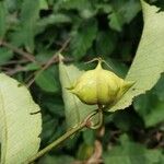 Sclerocroton cornutus Φρούτο