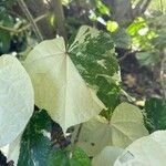 Hibiscus tiliaceus Foglia