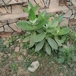 Nicotiana tabacum Frukt