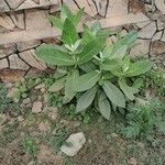 Nicotiana tabacum Gyümölcs