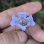 Jacaranda copaiaFlower