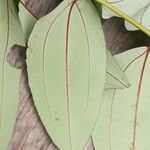 Miconia fragilis Лист