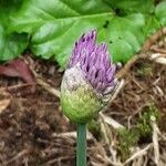 Allium acutiflorum Flower