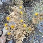 Carlina hispanica Habitatea