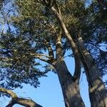 Pinus balfouriana Corteza