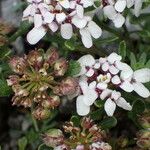Iberis carnosa Fruto