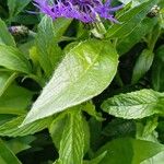 Centaurea montana Leaf