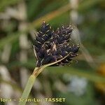 Carex parviflora Blomst