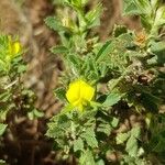 Ononis pusilla Flor