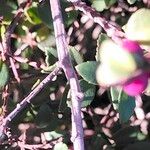 Myrsine africana Escorça