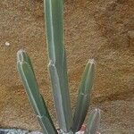 Euphorbia sipolisii