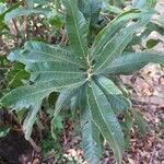 Ozoroa sphaerocarpa Leaf