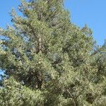 Pseudotsuga macrocarpa Yeri