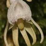 Epipogium aphyllum Fula