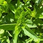 Scrophularia oblongifolia Blad