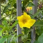 Allamanda schottii Kukka