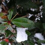 Berberis julianae Leaf