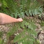 Culcita macrocarpa 葉