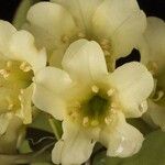 Rhododendron trichocladum Flower