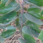 Piliostigma thonningii Φύλλο