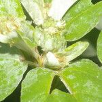 Croton argenteus 葉