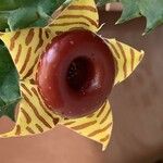 Huernia zebrina പുഷ്പം