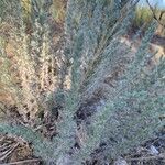 Artemisia frigida Blatt