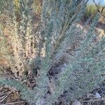 Artemisia frigida Leaf