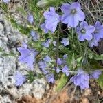 Campanula lyrata Flower