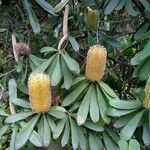 Banksia integrifolia Blüte