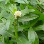 Alternanthera philoxeroides Květ