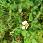 Bidens pilosa Květ