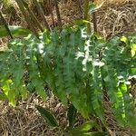 Phlebodium decumanum Habit