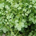 Cardamine bonariensis Leaf