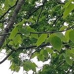 Hovenia dulcis Frunză