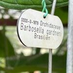 Barbosella gardneri Otro