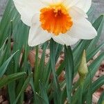 Narcissus × medioluteus Blomma