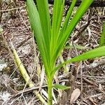 Cyrtopodium palmifrons Hoja