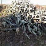 Agave americana عادت