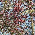 Crataegus laciniata Fruto