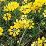 Coronilla minima Fleur