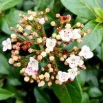 Viburnum tinus Çiçek