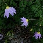 Dahlia merckii Flower