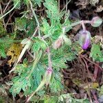 Geranium himalayense Habit